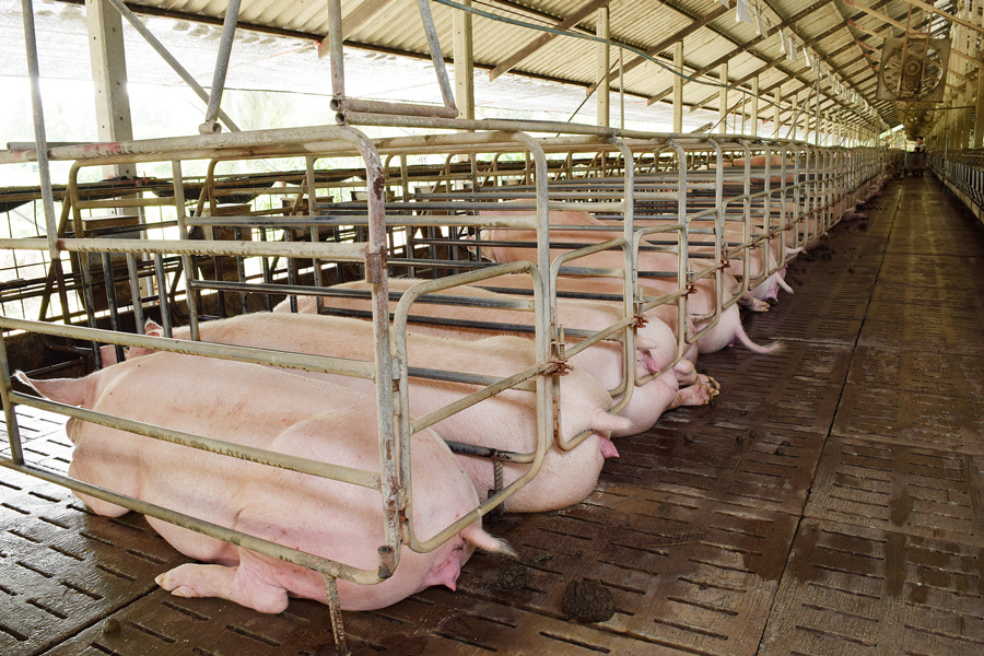 Secteur agricole, image de porcs