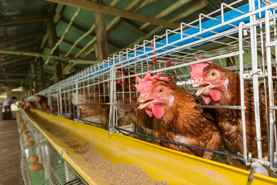 Secteur agricole, image de poules